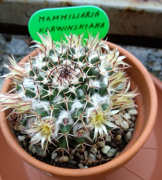 Mammillaria Karwinskiana .jpeg